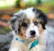 Aussie